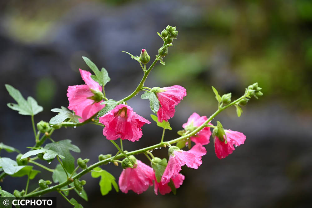 六月花芳菲 河北省 公园 瞿明斌