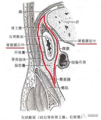 腹壁脊柱腹腔腹膜後間隙解剖