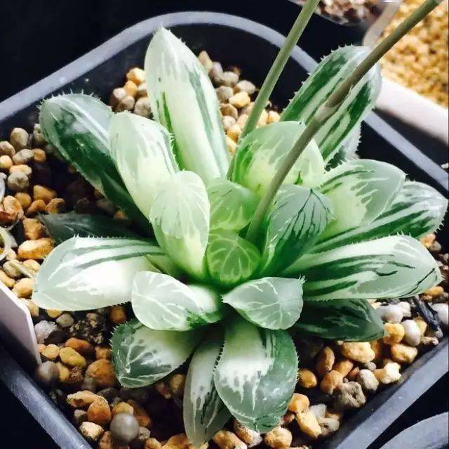 京之华锦万象1.羽衣2.雪国3.五十铃玉4.万象锦5.紫镜6.银河7.深衣8.