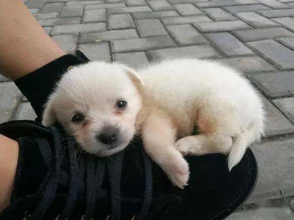 散步半路杀出一只小奶狗女友见后喜欢的不得了十分温顺可爱