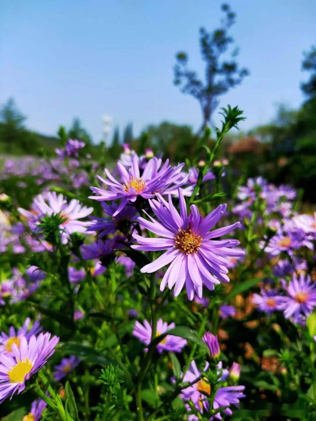 赏紫菀花海，观龙池飞瀑……