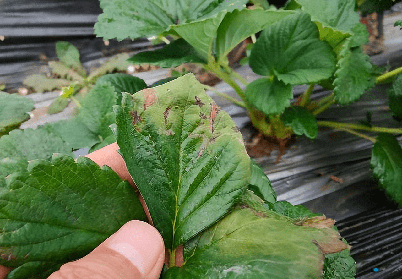 不过草莓细菌性角斑病还是以预防为主,最好在发病初期就进行药剂防治.