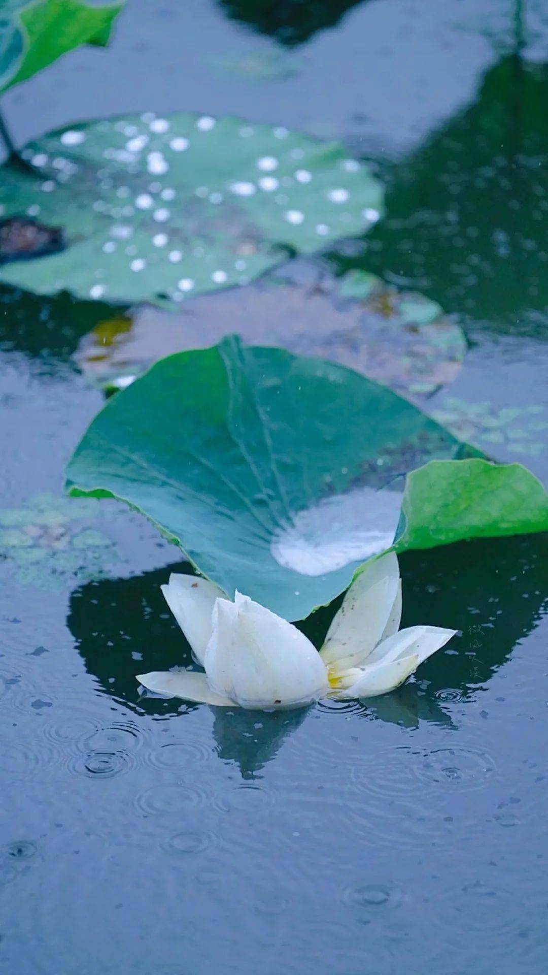 雾雨盛夏图片