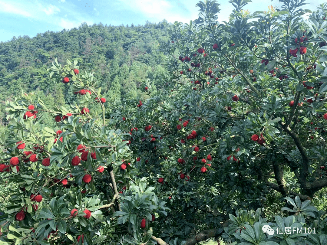 101巨新鲜甜到忧伤仙居高山杨梅上市啦