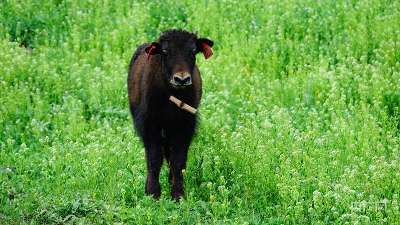 刚刚培育的两月龄牦牛犊(央广网记者 张海东 摄)野牦牛(央广网记者 张