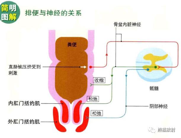 3d解剖丨胃腸道肝膽胰