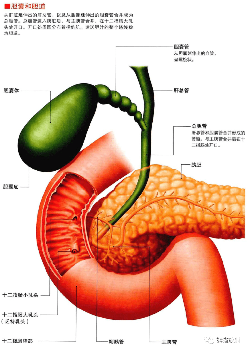 3d解剖丨胃腸道肝膽胰