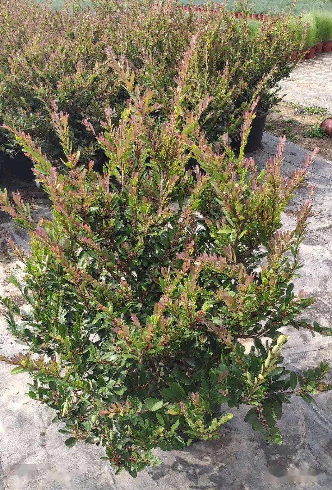 6-9月份可供宿根花境品种_植物_密度_容器