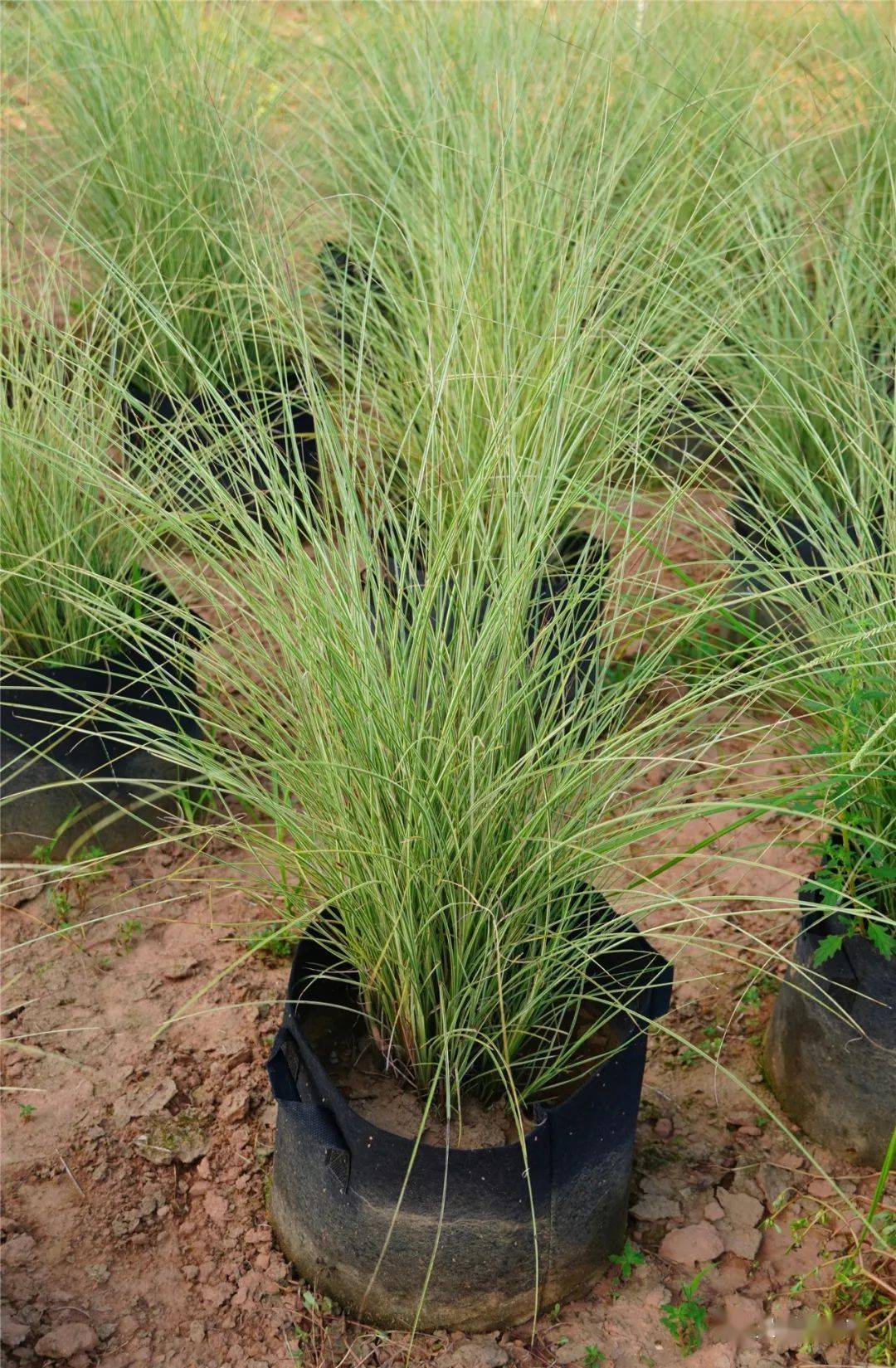 6-9月份可供宿根花境品种_植物_密度_容器