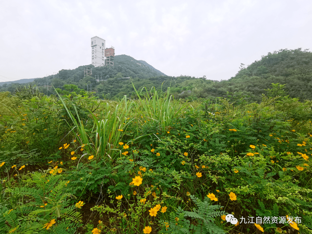 瑞昌市露天矿山边坡修复显成效