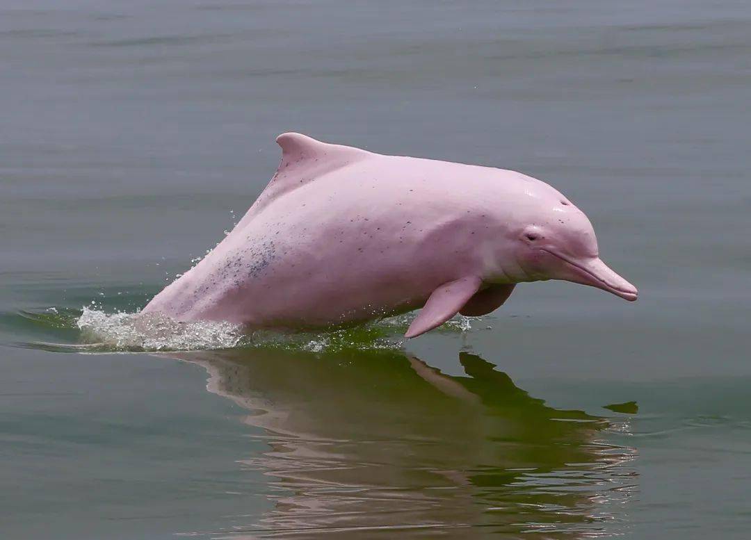 整个人都被治愈了看着它们相互追逐嬉戏幸运的话,能"偶遇"几只白海豚