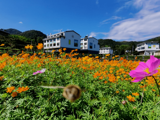 全域文明丨泰顺彭溪镇:"两最"整治不停歇 持续"扮靓"乡村新底色_分类