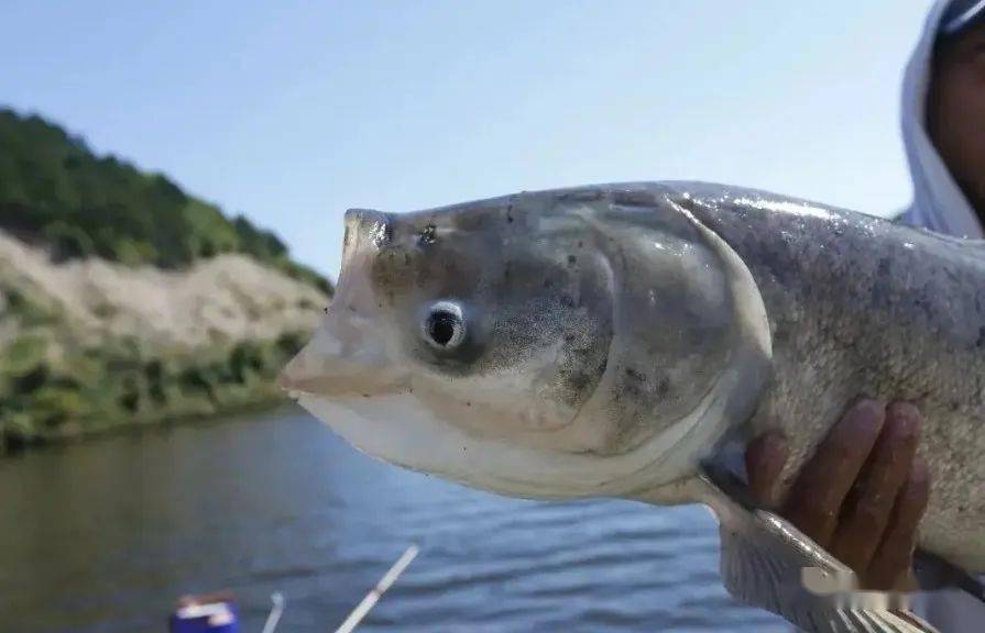 手竿钓鲢鳙的实战技巧最后那条讲得尤其赞