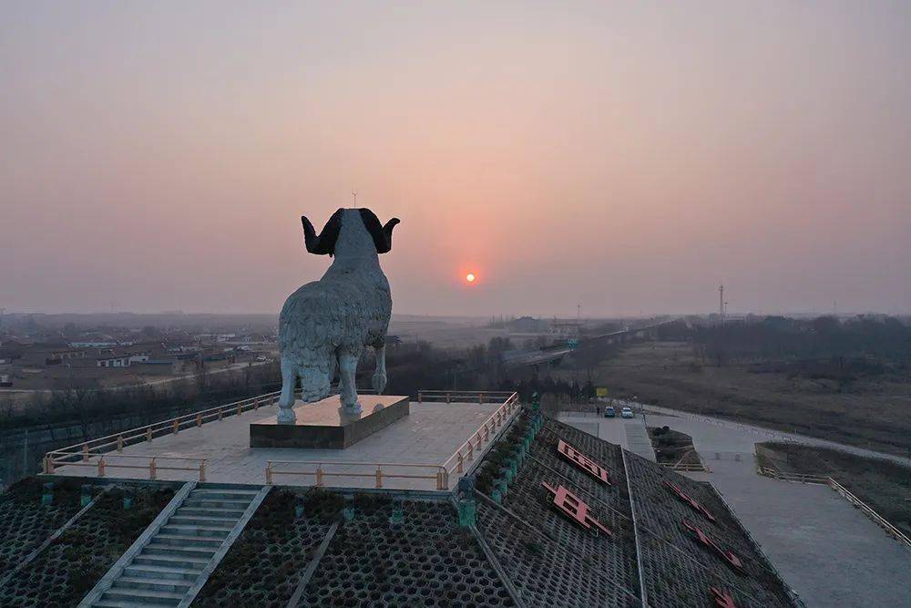 宁夏"六特"产业|宁夏滩羊吃草药?肉质为啥那么香!_盐池县_中国_品种