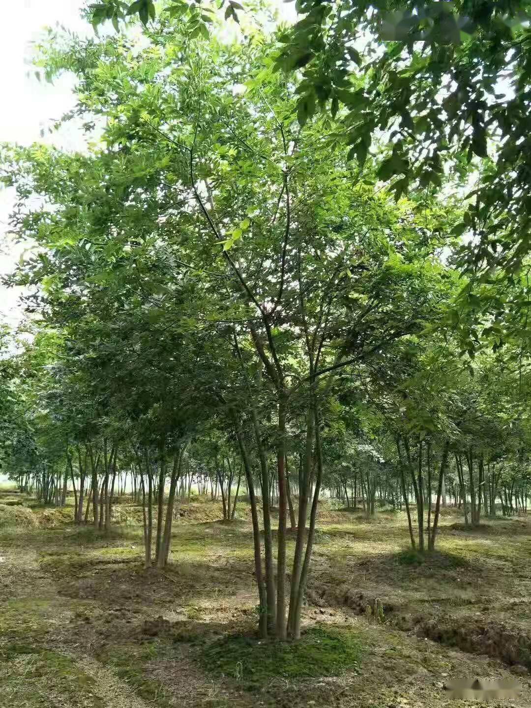 满足这些标准的丛生苗市场需求量最大