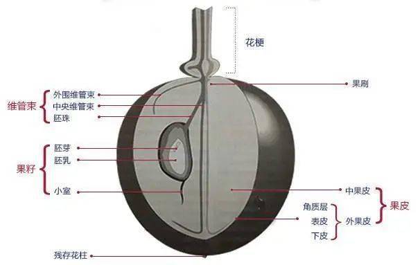 葡萄结构图名称图片