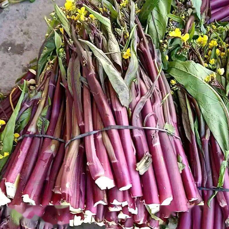 优选正宗洪山菜苔好品种薹条鲜嫩脆甜没有苦涩味口感非常好