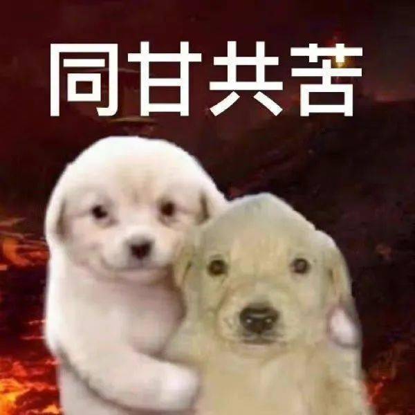 表情包你是孤儿小淘气
