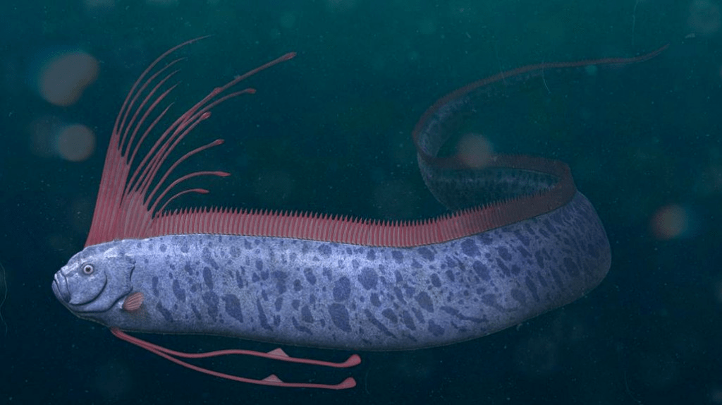 世界最长硬骨鱼大堡礁惊现罕见鱼类最长可达8米