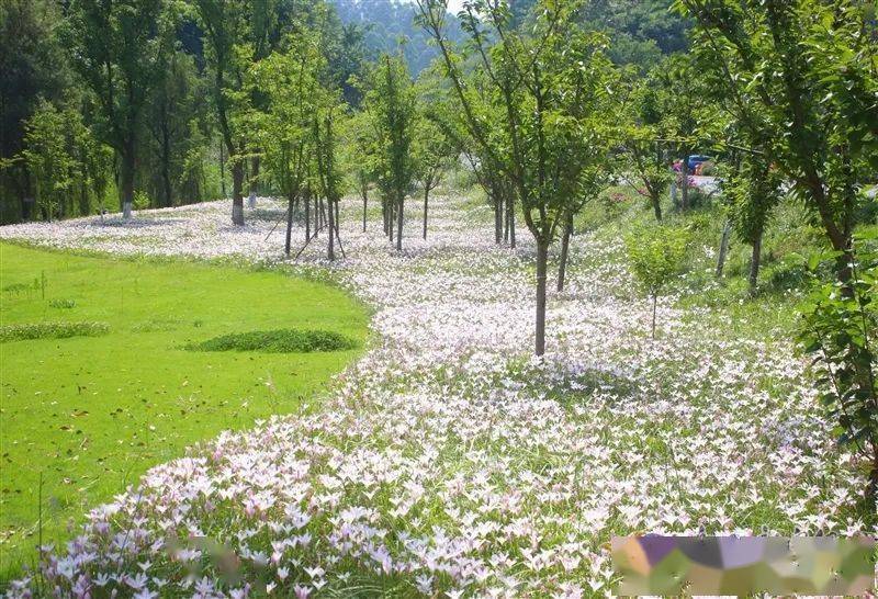 嘉州綠心公園風雨蘭開啦給你初戀的感覺