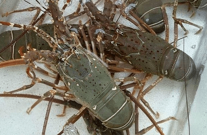 越南龙虾对华出口增长29倍