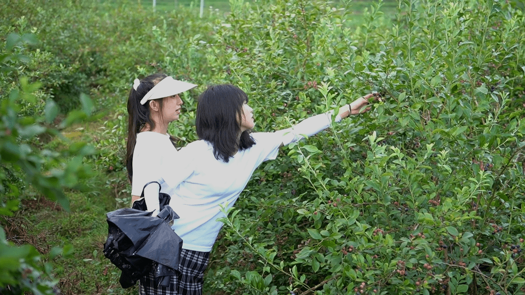 黎平县新寨屯村：蓝莓产业助振兴