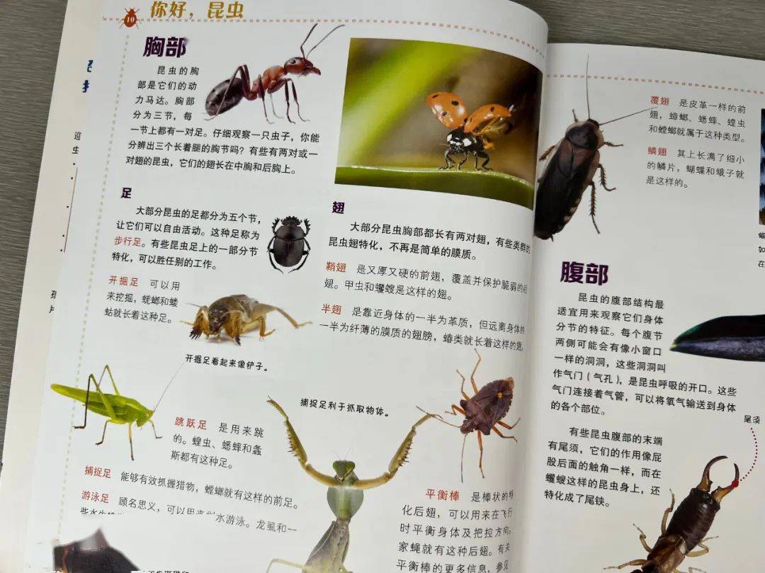 小动物主题科普书单 昆虫 真菌 物种