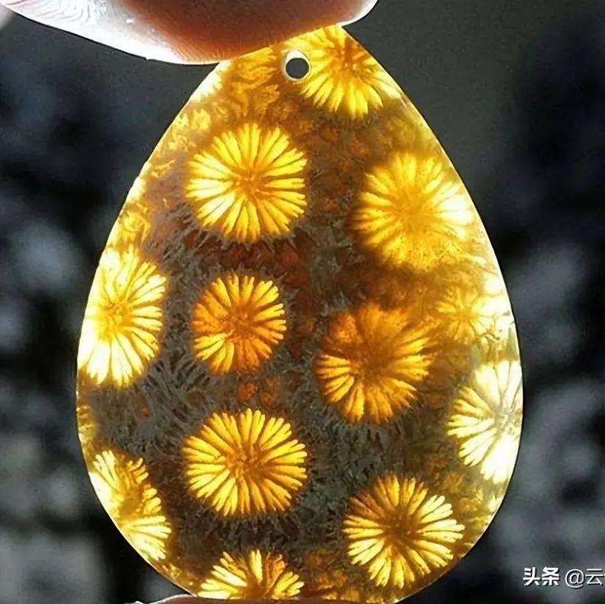 珊瑚玉 3個 M1196 アクセサリー