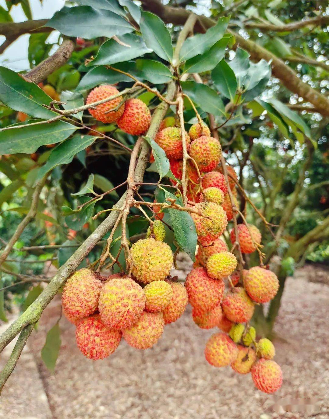 荔枝飘香到南宁这个果园享受一场荔枝盛宴吧
