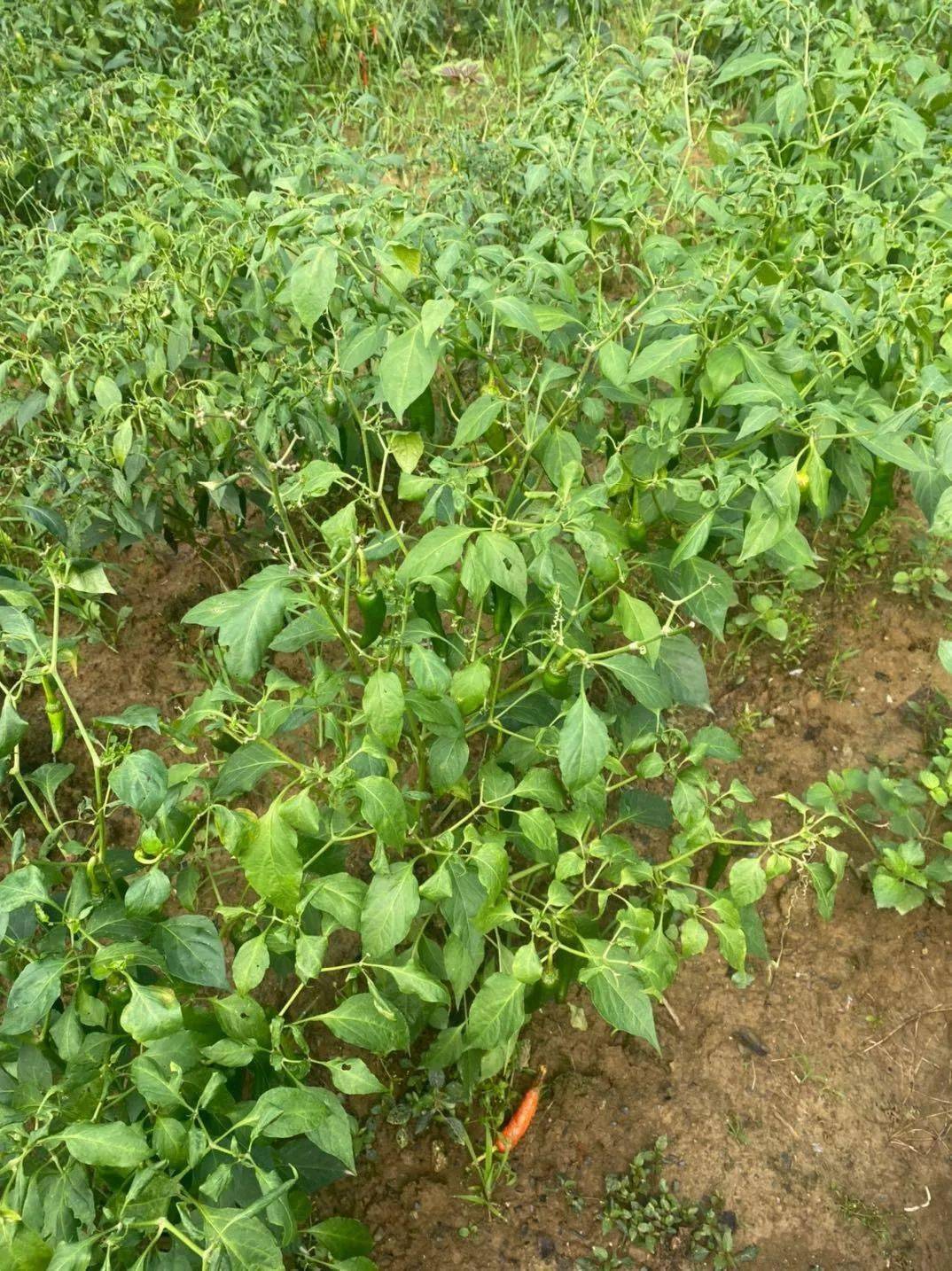 湘西这天气辣子树都秃了