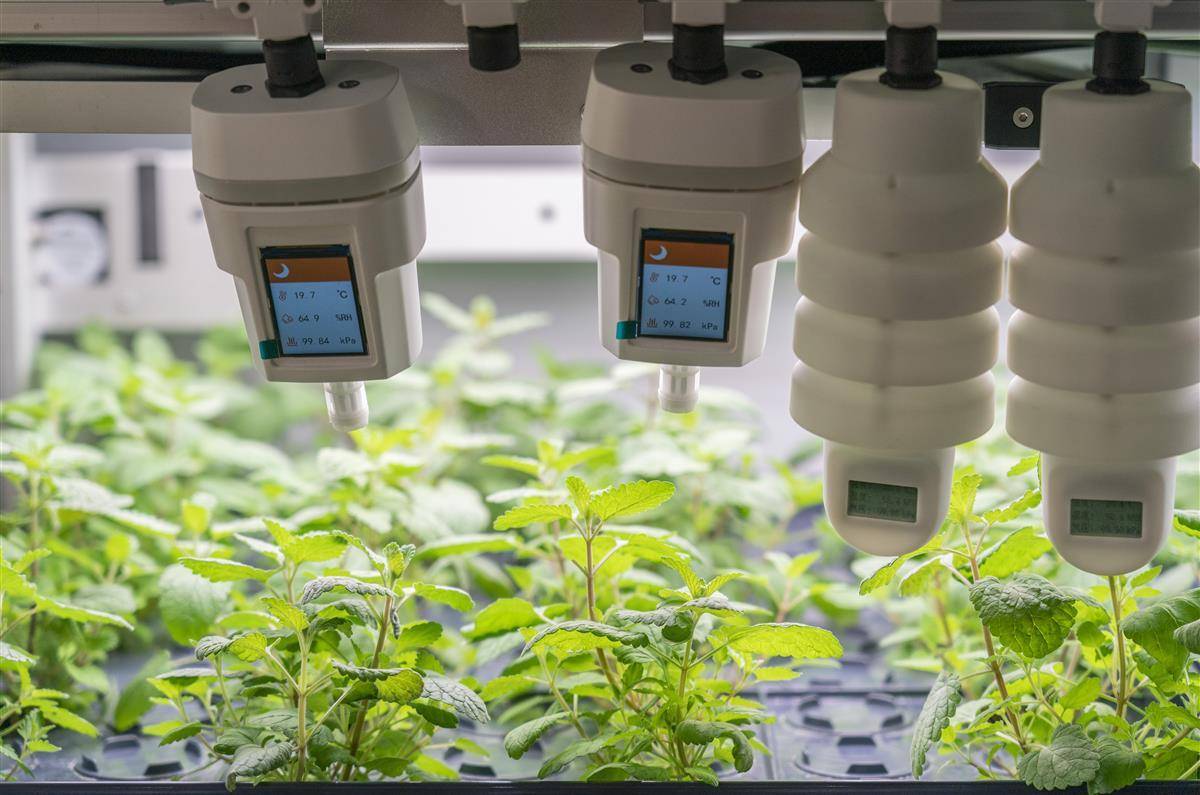 光谷企業研發植物工廠用led燈當太陽