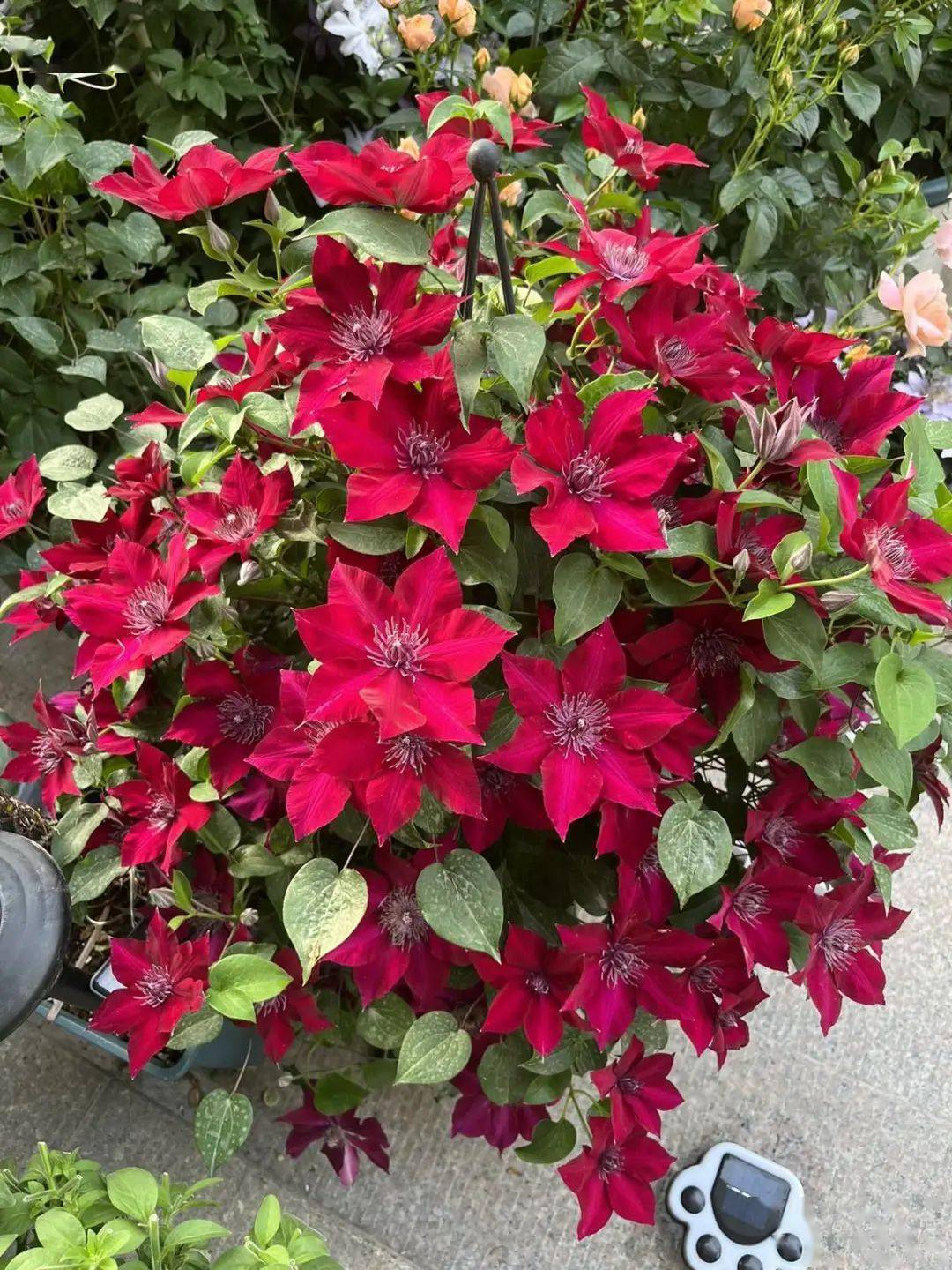 早花大花型铁线莲"努比亚"艾维森大道系列在万千小铁中,现在最得mu沐