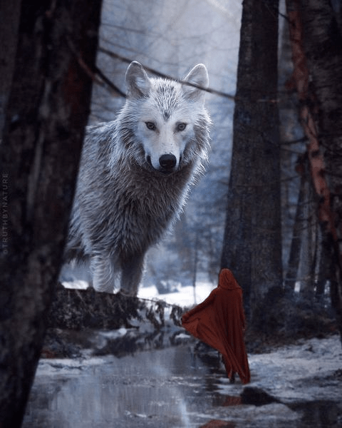 狼的凝视金门狂暴95959592大狼系列92休息停止野兽也有柔软