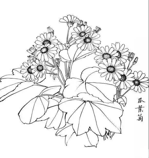 简单白描花卉图片大全图片