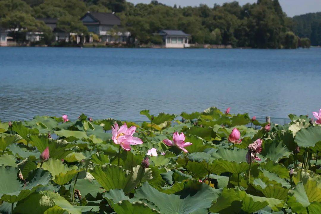 蓮葉田田,菡萏妖嬈,西湖荷花進入盛花期!_花港觀魚_蔣莊_水面