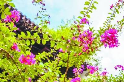 玄武湖百年紫薇树开花