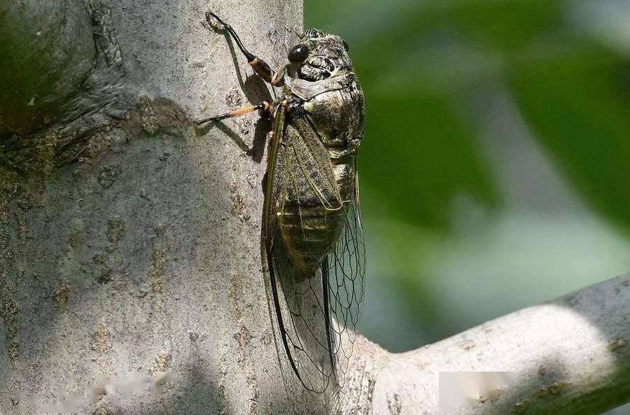 儿时的游戏如今的回忆知道这些蝉的学名吗这东西能不能喂鱼