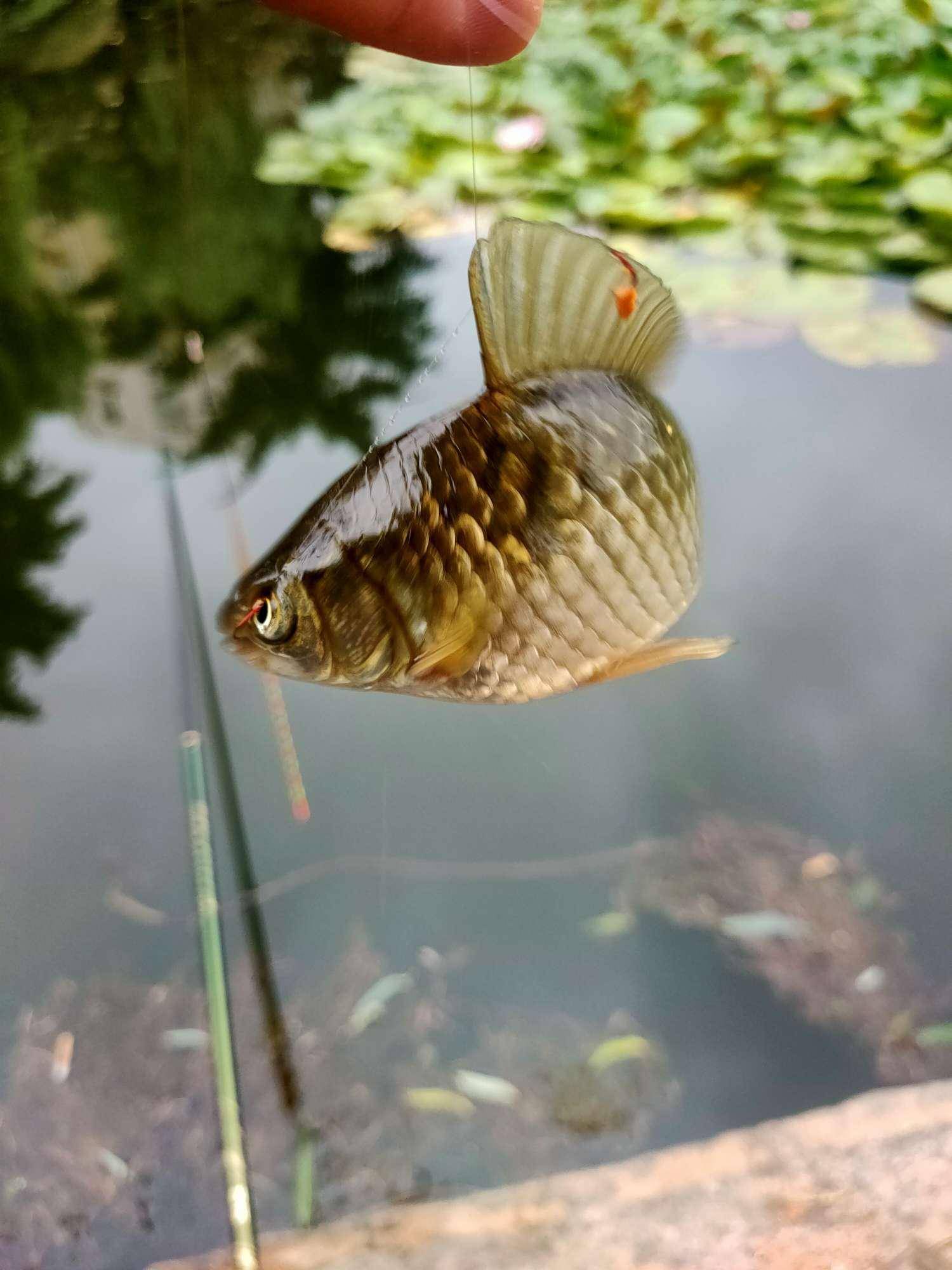 饵料残留对鱼有致命的诱惑你学废了吗