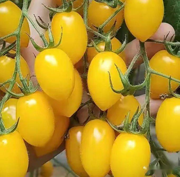 明日剧透|金棚圣女果 多彩迎夏天_番茄_种业_新品种