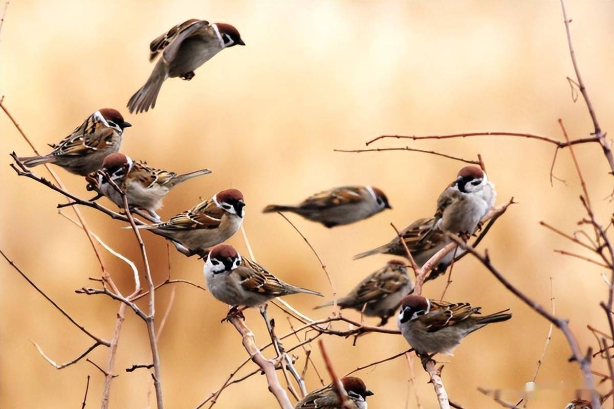 麻雀能活多少年麻雀寿命510年