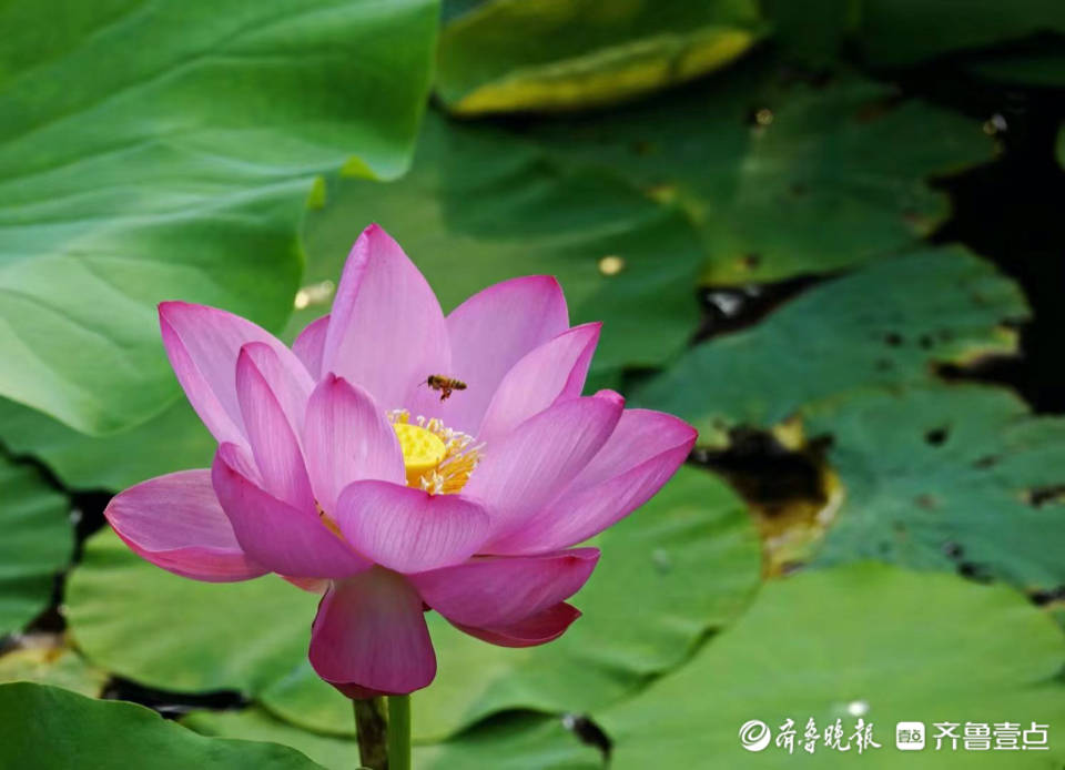 盛夏荷塘景色旖旎,让人如痴如醉_焦传敬_荷塘_景色