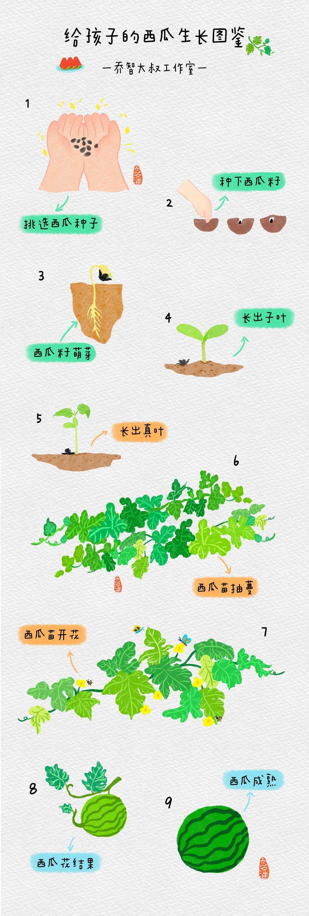 西瓜种子发芽步骤图片图片