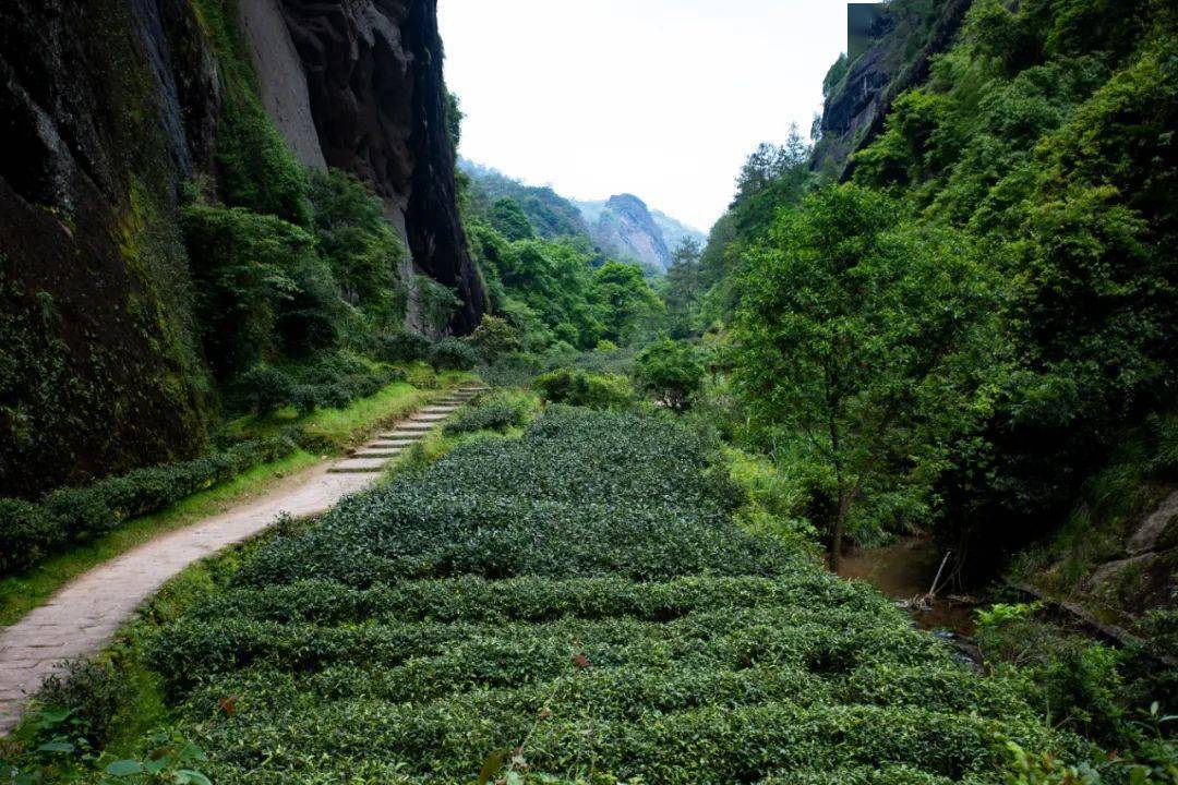 山场说 | 慧苑清幽,名丛圣地_岩头_老枞_水仙