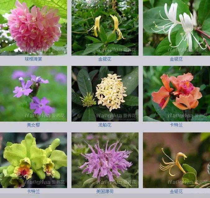 300种·超全花卉图鉴_进行_园林_留言