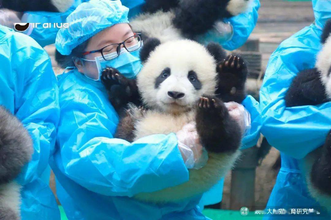 中国人脸熊猫图片