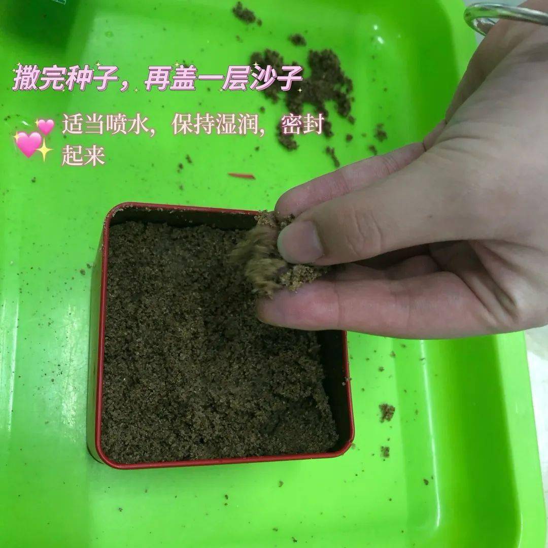種黃豆芽｜黃豆芽菜是可以很簡單的在家自己動手DIY種植 @太平洋芽菜種子 - nidBox親子盒子