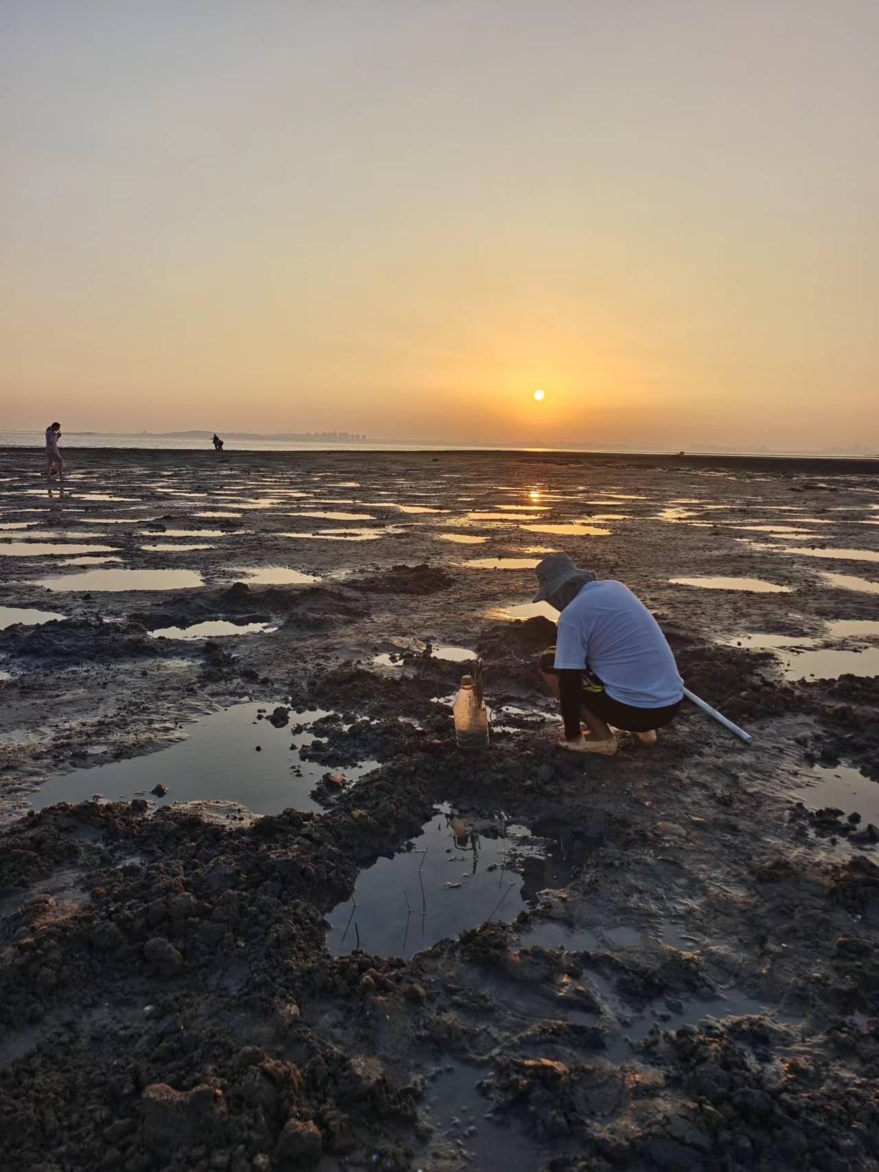 青岛赶海记:第一次在胶州湾见到这种东西,有人认识吗?