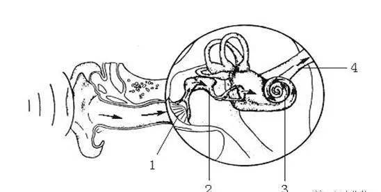初中生物必考23道识图题趁着暑假抓紧复习
