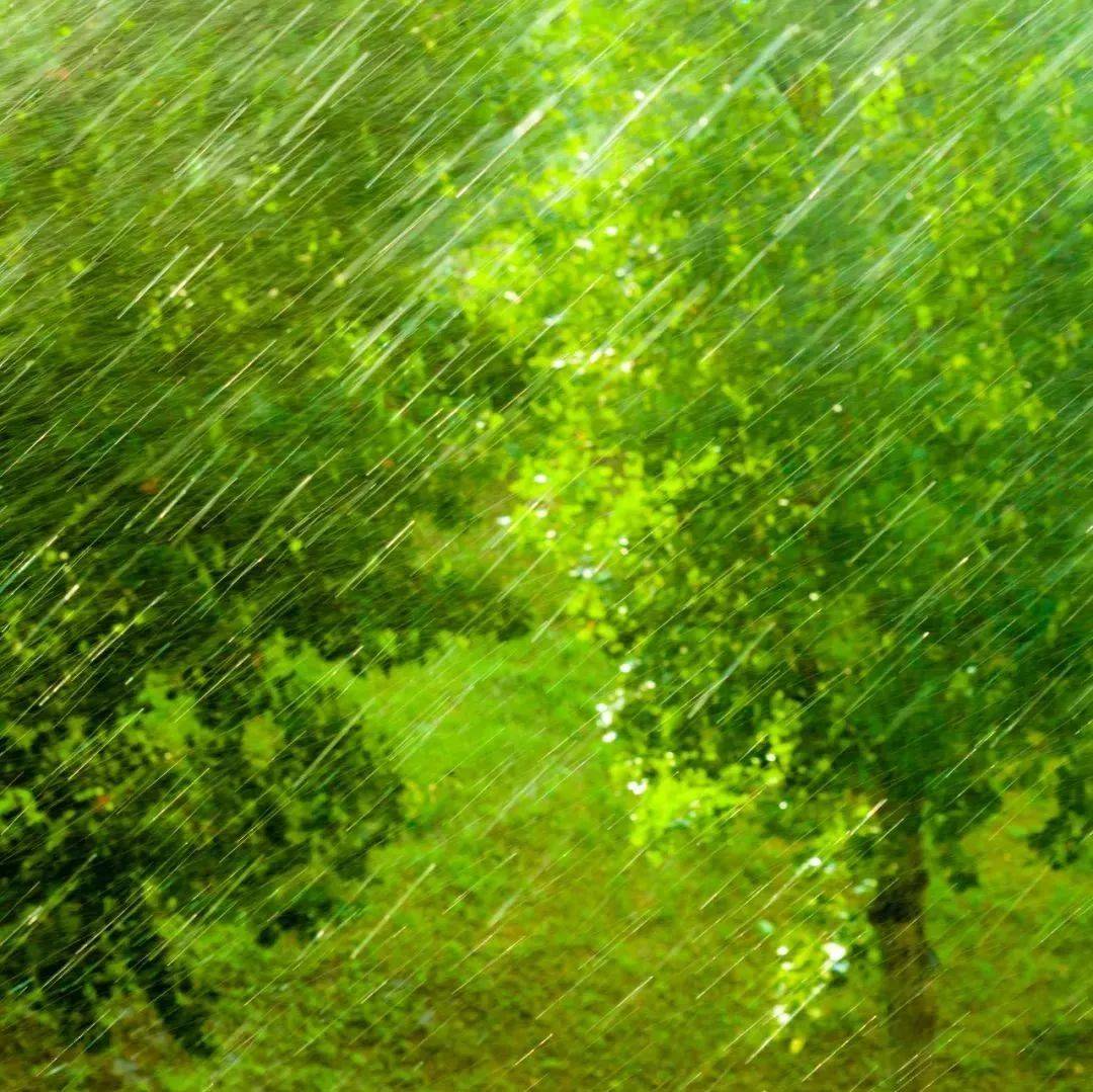 每日背诗 | 雨后池上_池塘_东风_古诗词