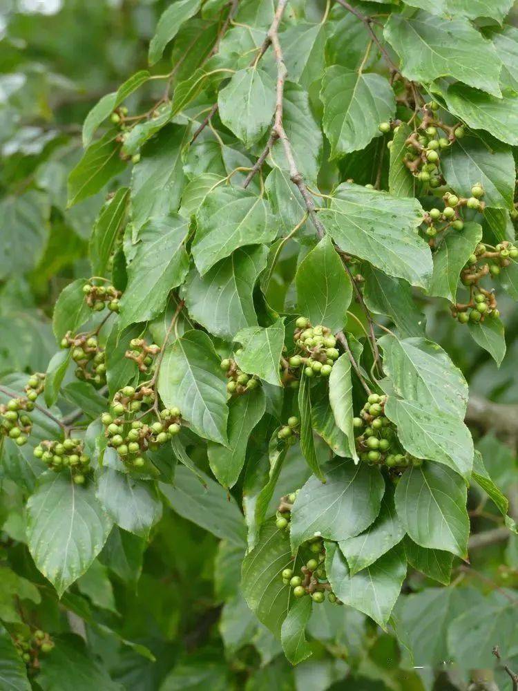 你好大自然第233期枳椇拐枣